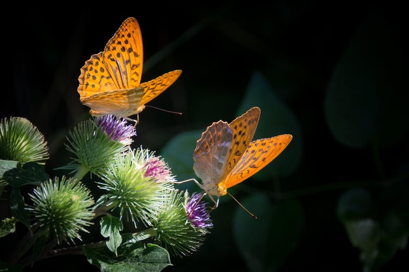 Butterfly in a forest