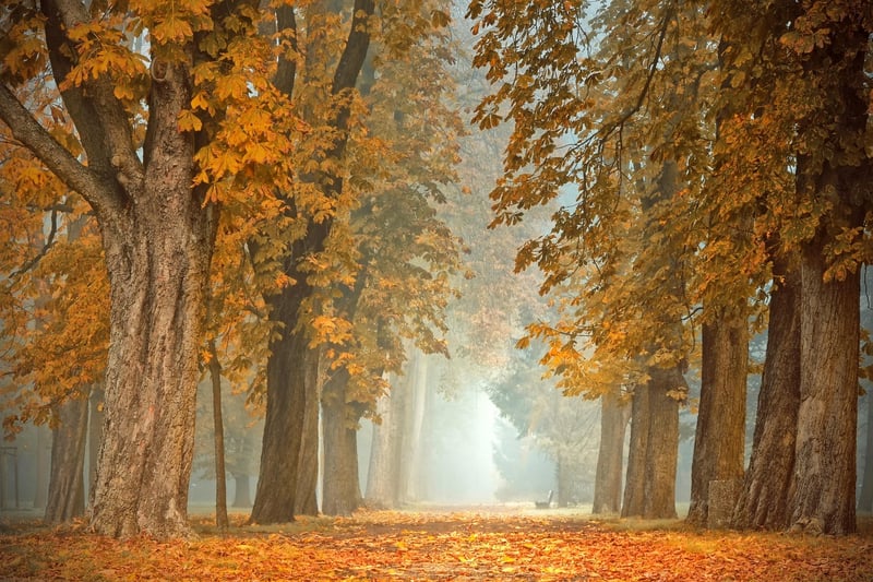 Black Forest, Germany