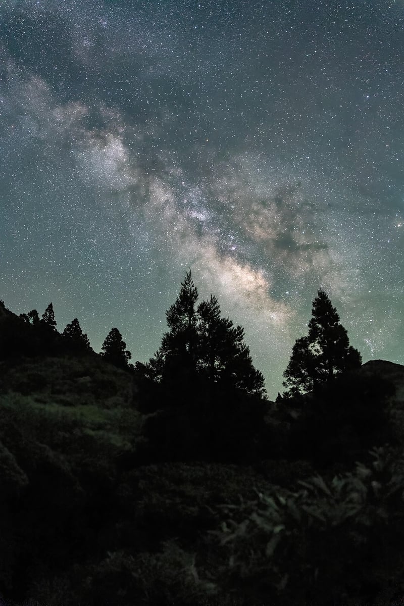Enchanted Forest Wedding Night Sky