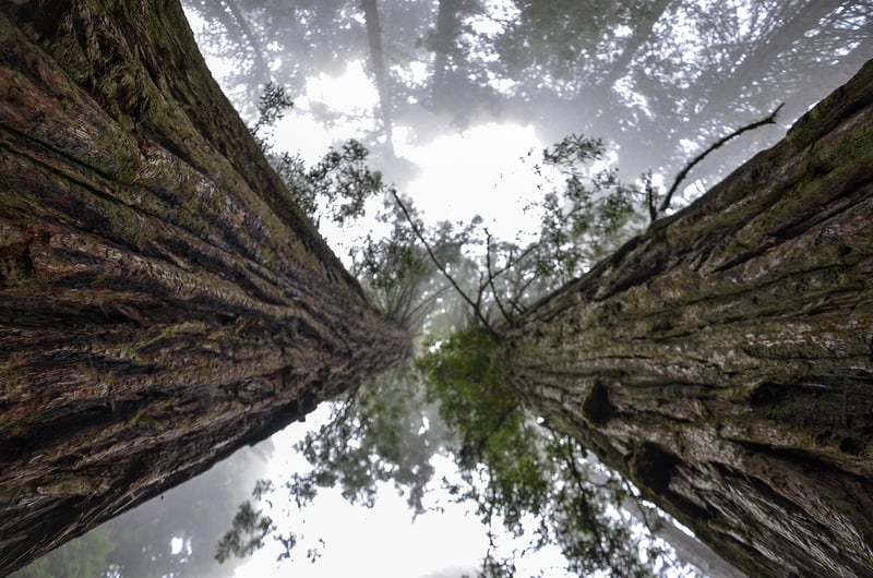 Muir Woods National Monument, California