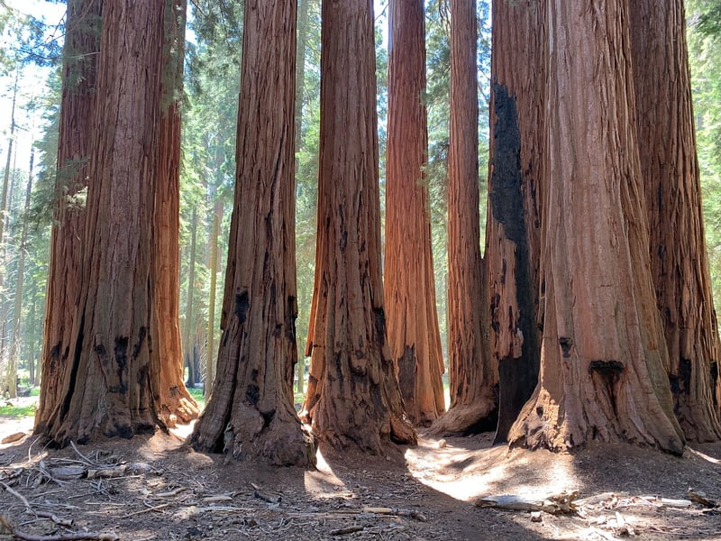 Redwood Trees in California